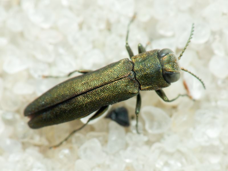 Buprestidae Leach, 1815